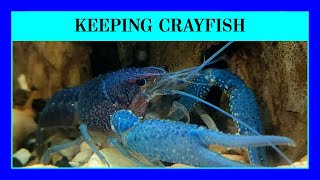 Episode 85 - Keeping Pet Crayfish in Your Aquarium. (A Tribute to Blucifer, the "Blue Lobster".)