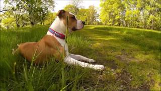 Amstaff - Rogalin