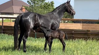 breed-mare Kanna Win by Kanndarco-Caravaggio-Cornet Obolensky *2019 FOR SALE