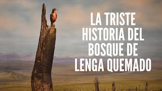 La triste historia del bosque de lenga quemado 🌲🔥