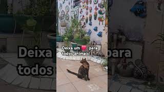 #gatos #adoteumgato #cat #adote #pets #edits #brasil #reflexao #sãofrancisco #funnymemes