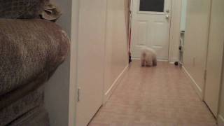 Bichon Frise Playing Running Sliding Cute !