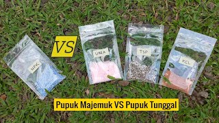 Uji Hasil Pupuk NPK vs (Gabungan Urea + TSP + KCL) pada Bibit Cabe