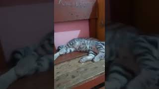 NEMO - kucing tidur, matanya kebuka