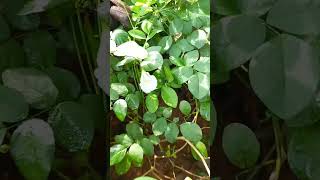 neela sangu pushpam tea natural remedies #shorts