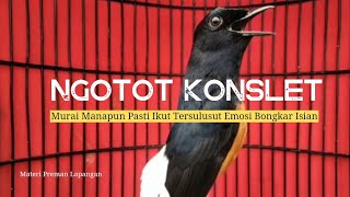 Murai Batu Ngotot Konslet Murai Manapun Pasti Ikut Tersulut Emosi Dan Bongkar Isian Mewah