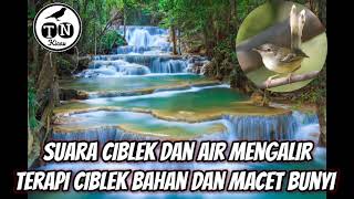 CIBLEK NGEBREN  SUARA ISTIMEWA || plus gemericik air || ciblek macet/bisu jadi gacor ngebren