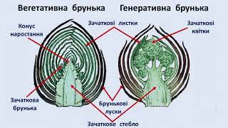 Інтелект України, біологія, частина ІV, урок 1, завд. 3