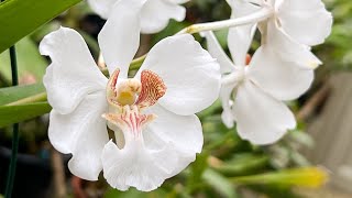 Episode 18 Vanda javierae var. barnesii, Vanda pumila and Dendrobium harveyanum