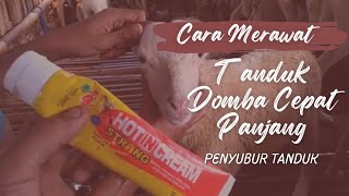 CARA MERAWAT TANDUK DOMBA AGAR CEPAT PANJANG / penyubur tanduk menggunakan hot cream botol