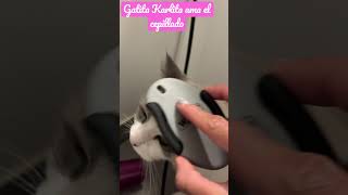 Cosas que los gatitos aman ( karlita ama el cepillado)