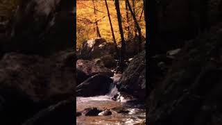 #relaxingsounds#soundeffects#waterfall#water#rocks#rainforest#forest#calmingsounds#sleepingmusic