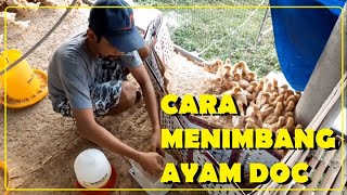 CARA PENIMBANGAN AYAM DOC