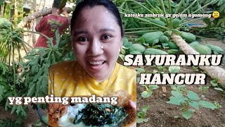 POHON TUMBANG MENGAKIBATKAN DI SEKITARNYA HANCUR ⁉️ YANG PENTING MADANG ☑️