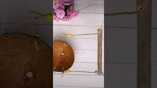 Coconut Shell Garden Ideas