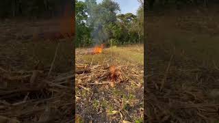 Burning Dried Corn Stalks #corn  #cornstalks #burn #shorts #shortsyoutube #fyp #countryside