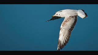 The Art of Capturing Nature: Wildlife Photography in Targu Jiu