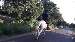 Kathiyawadi horse reval chal in Rajkot