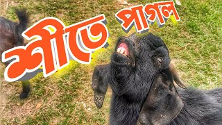 সাদিক এগ্রোতে এক ঝলক আর ছাগল গুলার তেল মালিশ || নতুন গরুর ঘরের আপডেট || Purbasha Agro