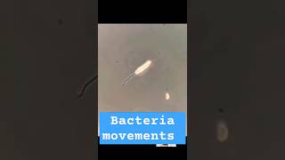 #microscope #fishing #science #microbiology #insects #bacteria #neet #labtechnician #mltclasses