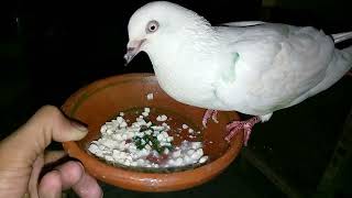 White Aankh Wale Kabutar Ko Aaj Badam De Rahe Hain | M Asad Birbs | #MAsadBirds #Pigeon #Kabutar