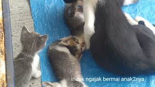 Anak kucing 5 ekor santai main bersama induknya