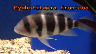 African Cichlids - a good beginning tropical fish for starting a new aquarium set up