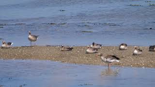 Zwerggans auf Holnis _ Vogelbeobachtung