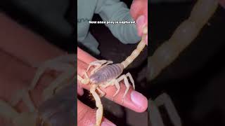 Giant scorpions found in desert!