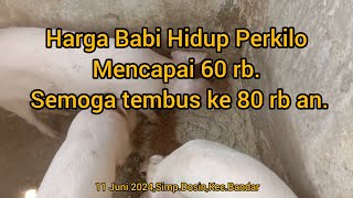 Harga Babi Timbang Hidup Naik terus Mencapai 60 rb Per kg