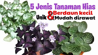 5 Jenis Tanaman Hias Berdaun Kecil || Unik