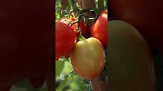 Tomato fruits #tomato #tomatoes # howtogrowtomato #howtocultivatetomato