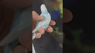 Smart and lovely little budgies #part-1