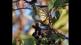 Der Erlkönig ... ähmm Erlenzeisig erklärt hier seinen Namen _ #Vogelbeobachtung