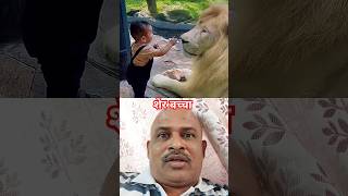 कौन शेर 😛 #shorts #youtubeshorts #Vipul #trending #lion #funny  #cute