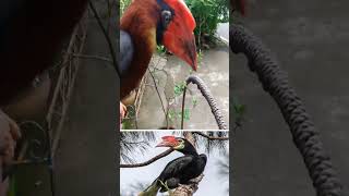 Beautiful Rare Bird Rufous Hornbill