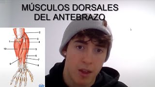 MÚSCULOS DORSALES DEL ANTEBRAZO-Origen, inserción, inervación, acción