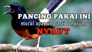 murai batu gacor AMPUH buat PANCINGAN murai batu agar bunyi JADIKAN burung murai gacor EMOSI