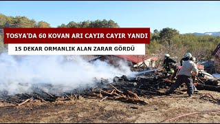 Tosya’da 60 Kovan Arı Cayır Cayır Yandı, 15 Dekar Ormanlık Alan Zarar Gördü