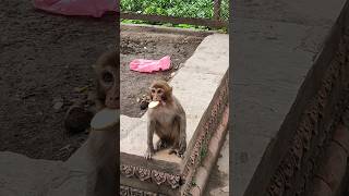 Monkey 🐒 eating biscuits! #youtubeshorts #animals #monkey