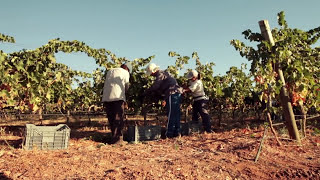 Sossego Red, White and Rosé (2017) by Luís Cabral de Almeida