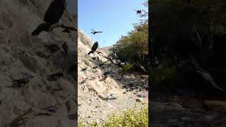 Feeding a Flock of Crows