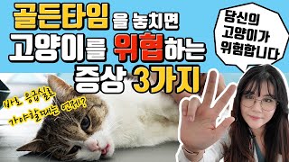 고양이의 생명을 위협할 수 있는, 기다리면 절대 안되는 응급 증상 TOP 3 - 골든타임을 사수하라