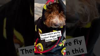 NEW! 😂DOODLE DOGGIE TALES- Part 25 “Going Out in a Blaze of Glory”#animals #dogs #thestruts #shorts