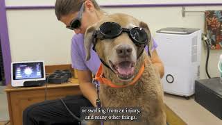 Class IV Multi Radiance AlphaVet Laser Therapy subtitled