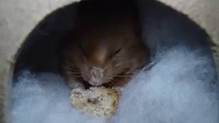 Oude hamster eten en met nest bezig | Old hamster eating