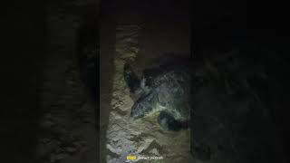 Olive 🫒 Ridley Sea Turtle 🐢#viral #shorts  #turtle