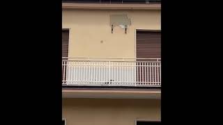 Salerno, gabbiano "intrappolato" su un balcone