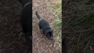 Demônio da Tasmânia// Tasmanian Devil #demoniodatasmania #tasmaniandevil #australia