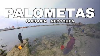 PALOMETAS      QUEQUÉN NECOCHEA